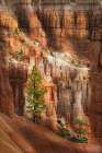Ponderosa pine and hoodoos Bryce Canyon National Park, Utah. Art Print